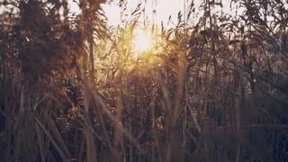 红桃免费高清在线看-美食教程