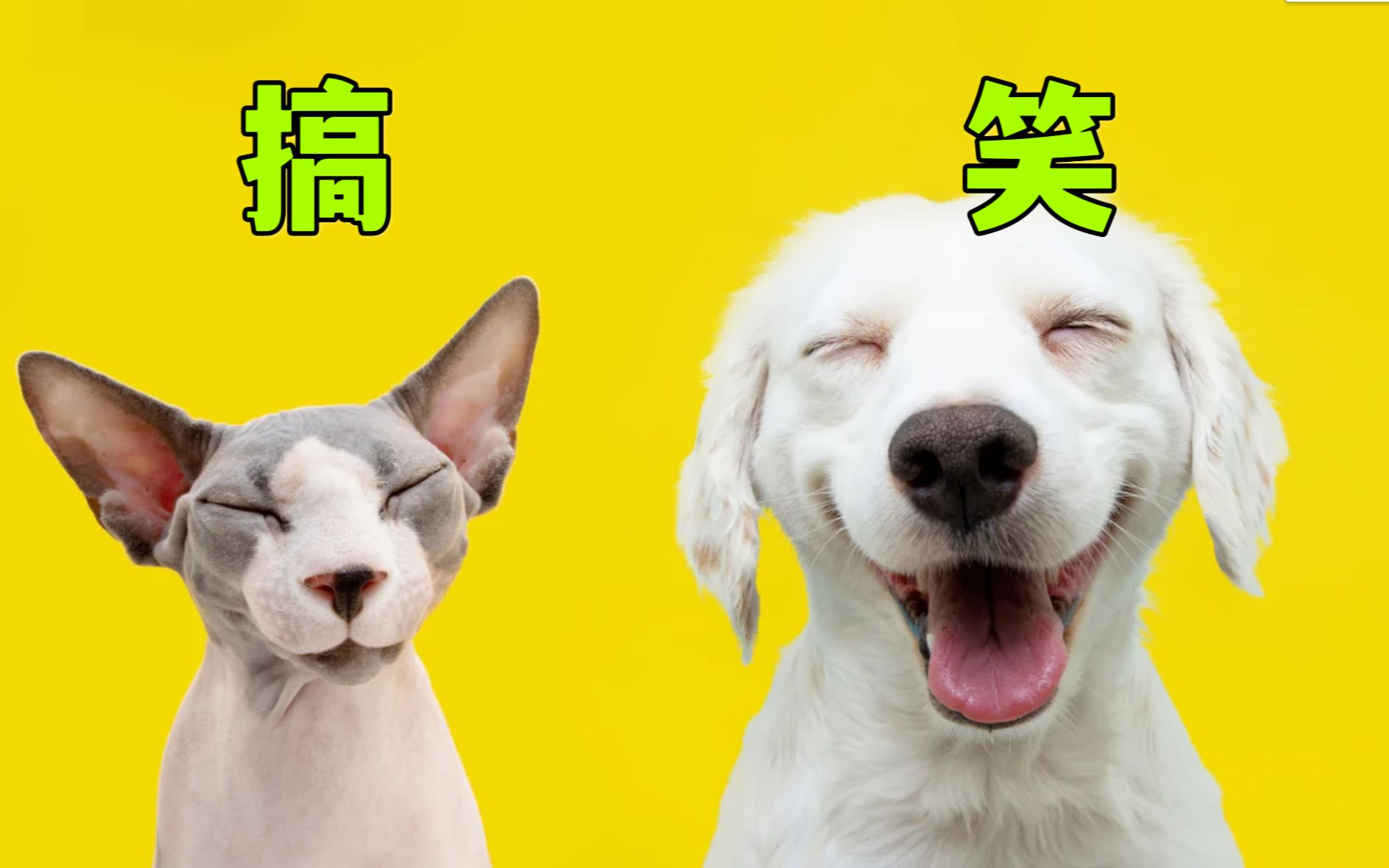 红桃免费高清在线看-萌宠搞笑视频